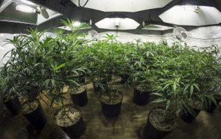 indoor marijuana grow room with plants in soil under lights